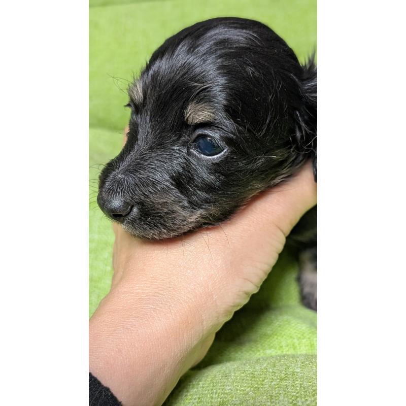 販売中の愛知県のミニチュアダックスフンド(ロングヘアード)-432934の4枚目