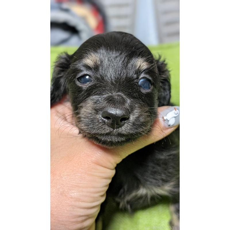 販売中の愛知県のミニチュアダックスフンド(ロングヘアード)-432934の3枚目