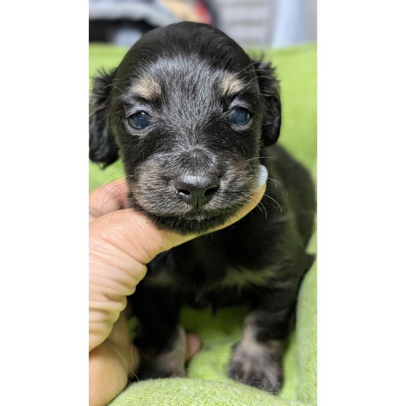 販売中の愛知県のミニチュアダックスフンド(ロングヘアード)-432934の2枚目