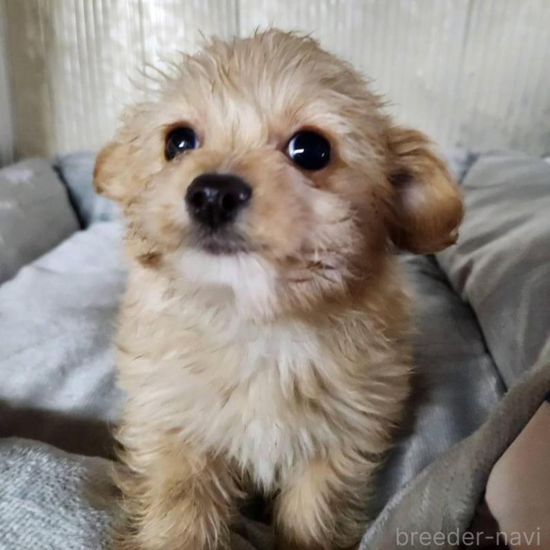 販売中の山梨県のミックス犬-435383