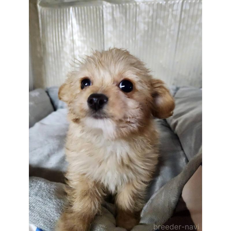 販売中の山梨県のミックス犬-435383の2枚目