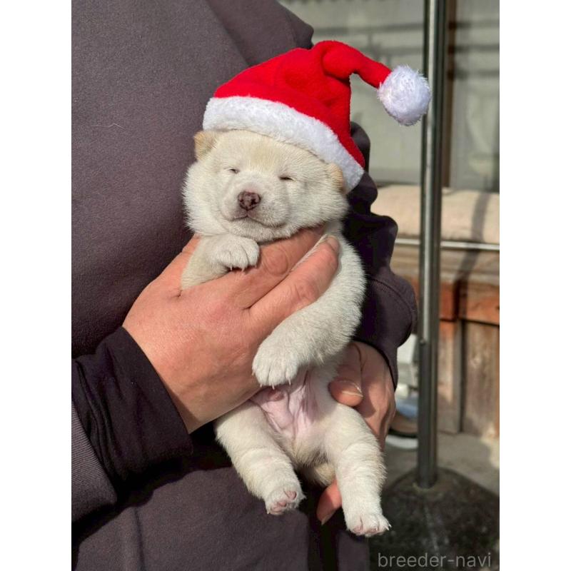 成約済の熊本県の豆柴-435170の7枚目