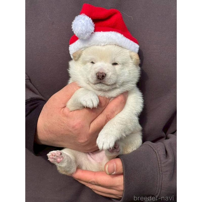 成約済の熊本県の豆柴-435170の6枚目