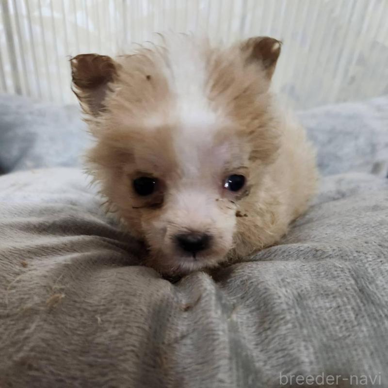 販売中の山梨県のミックス犬-435386