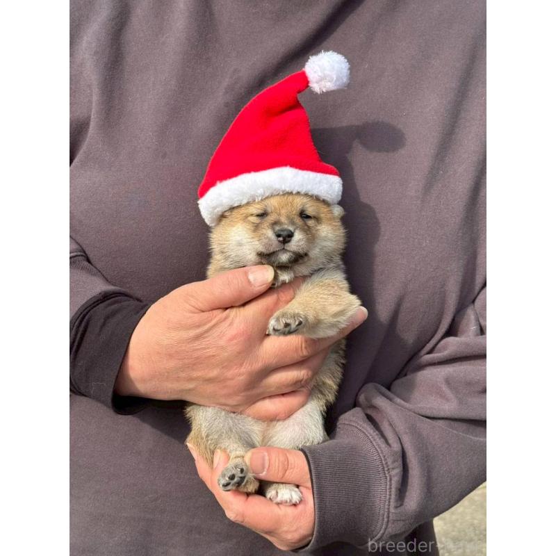 成約済の熊本県の豆柴-435159の9枚目