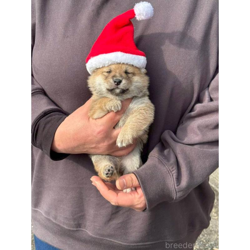 成約済の熊本県の豆柴-435159の8枚目