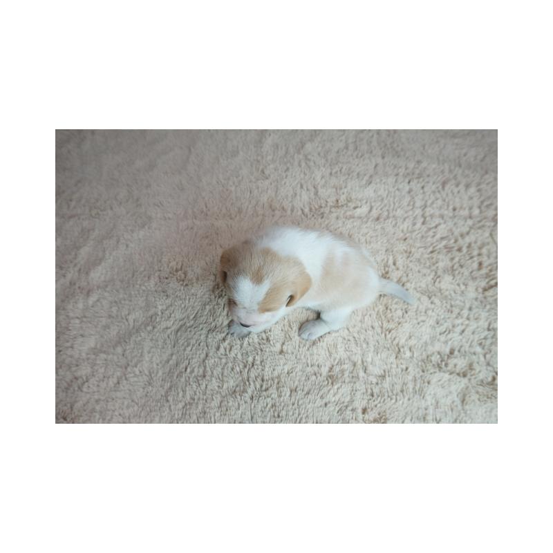 販売中の奈良県のビーグル-435387の5枚目