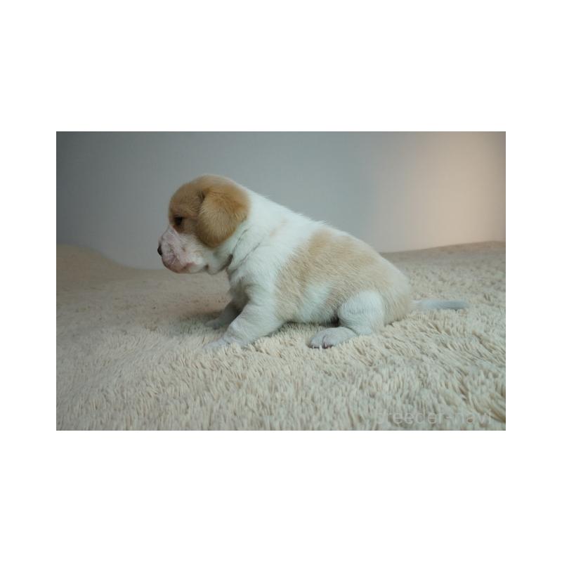 販売中の奈良県のビーグル-435387の3枚目