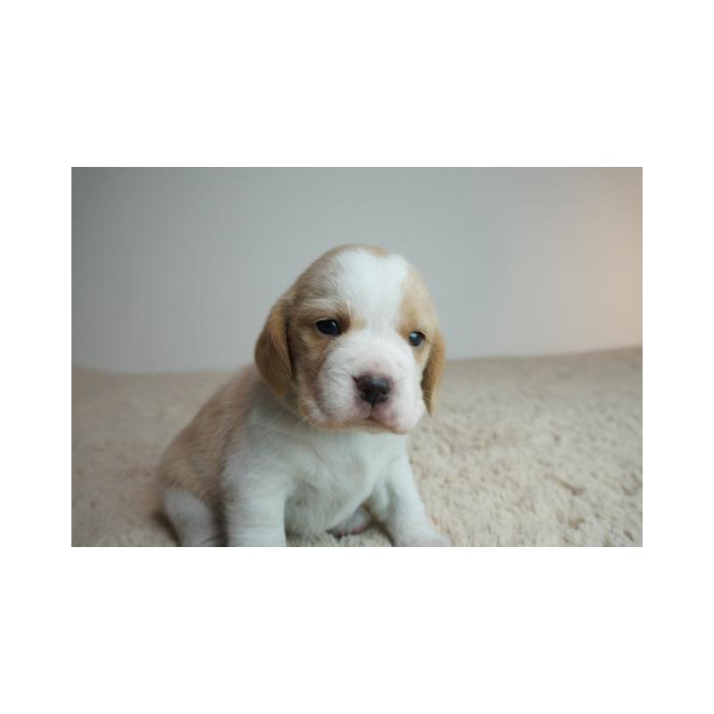 販売中の奈良県のビーグル-435387の2枚目