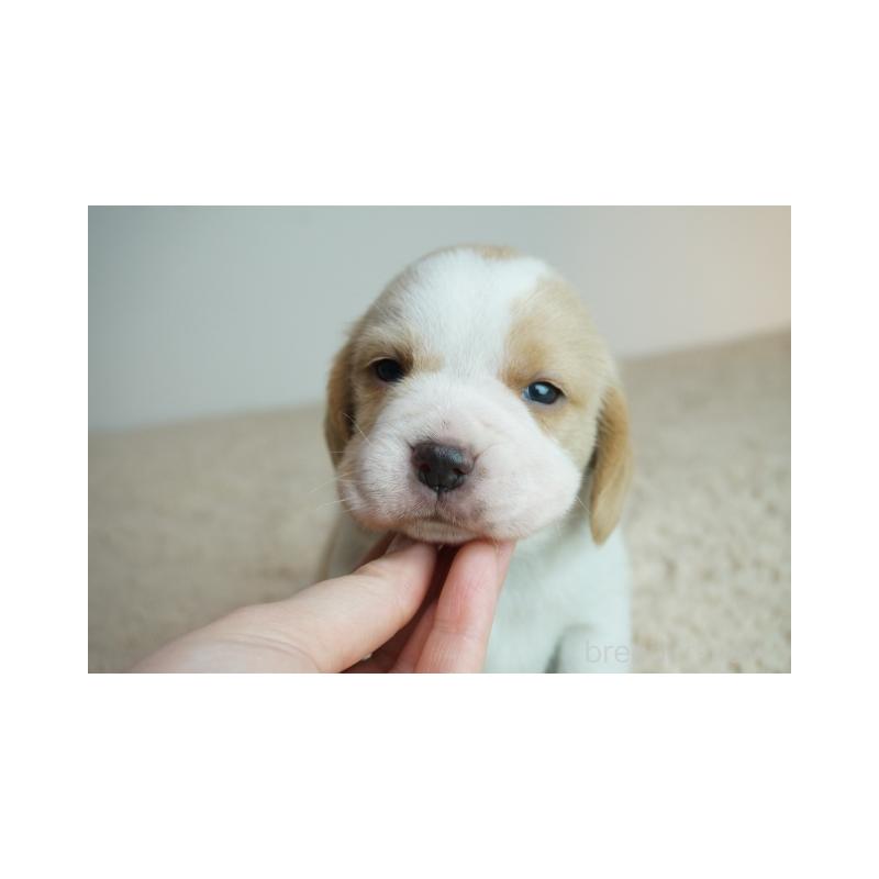 販売中の奈良県のビーグル-435387