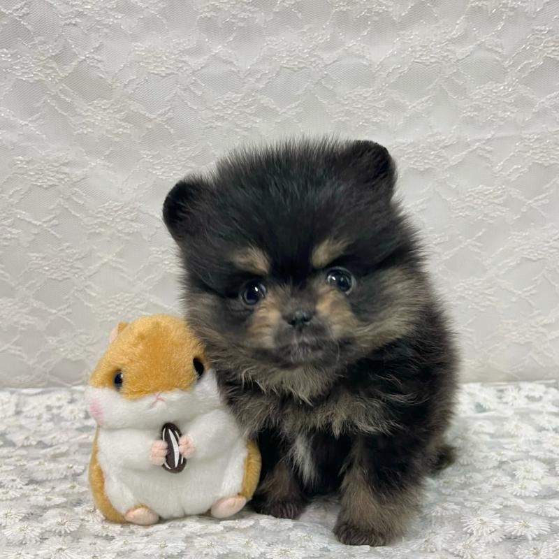 販売中の岡山県のポメラニアン-435579の2枚目