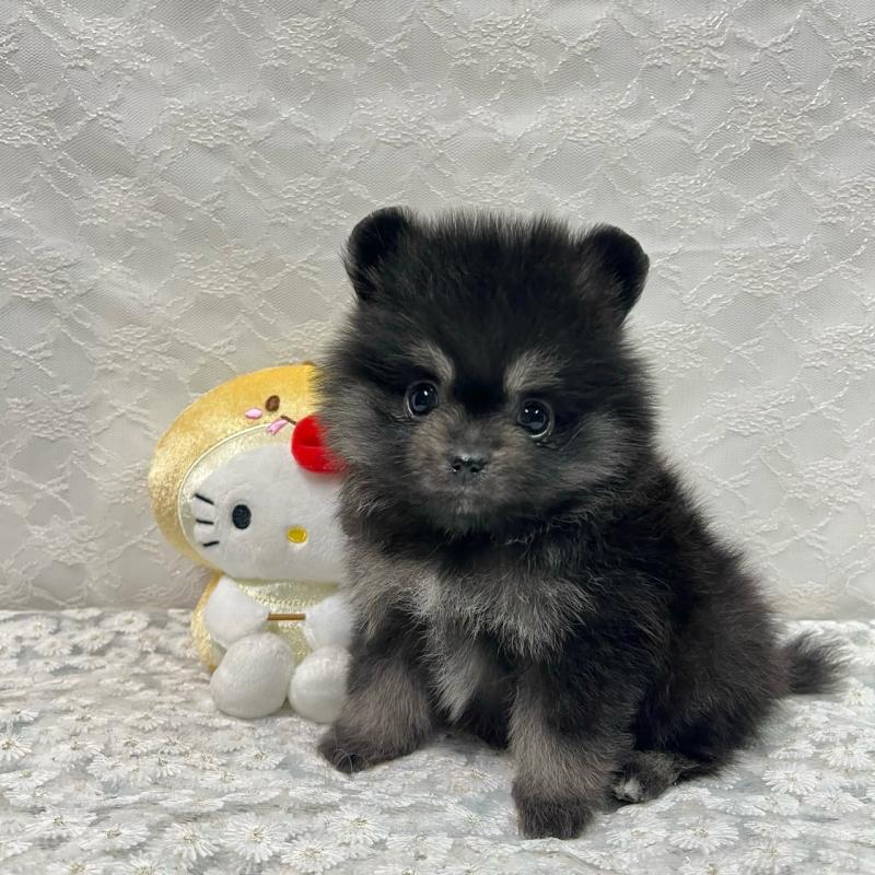 販売中の岡山県のポメラニアン-435580