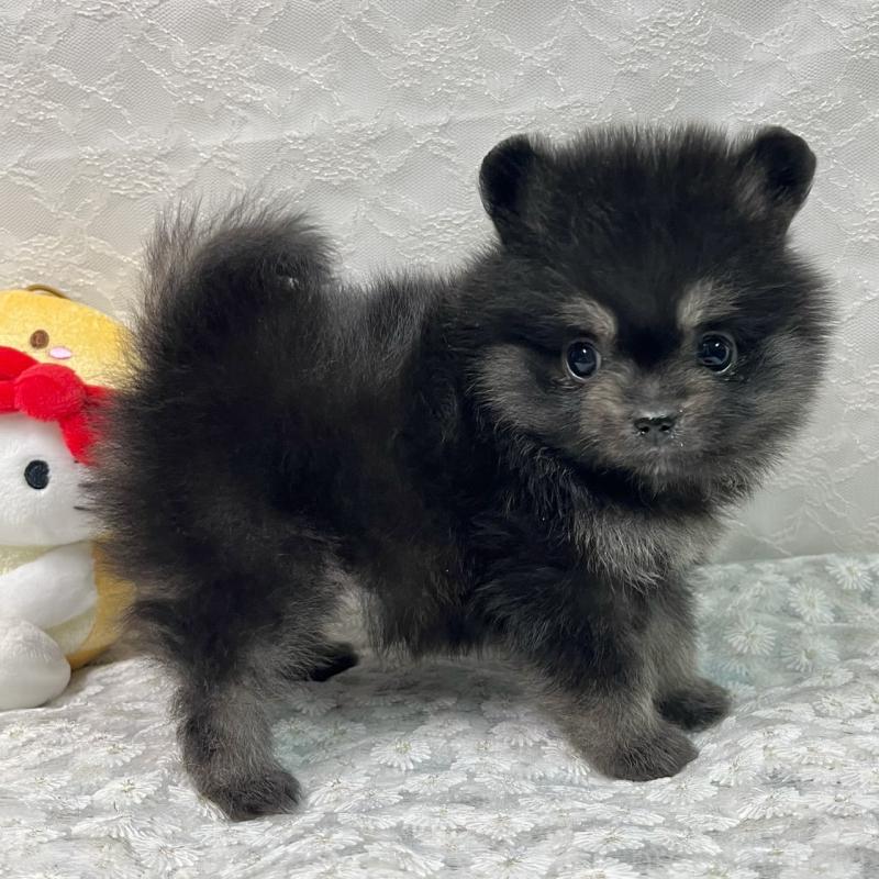 販売中の岡山県のポメラニアン-435580の3枚目