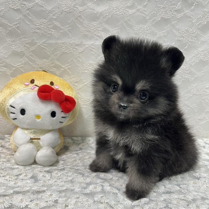 販売中の岡山県のポメラニアン-435580の2枚目