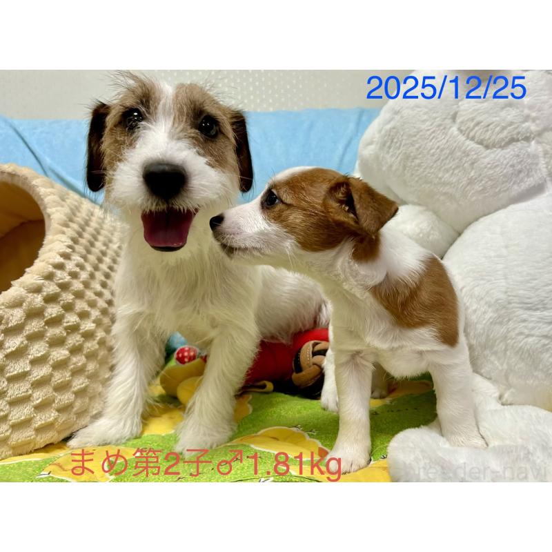 販売中の岡山県のジャックラッセルテリア-432751の9枚目