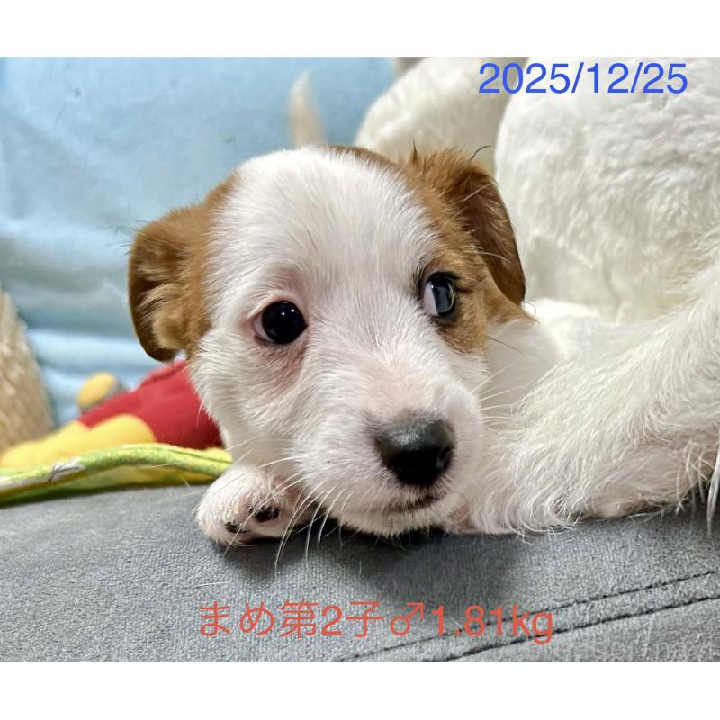 販売中の岡山県のジャックラッセルテリア-432751の8枚目