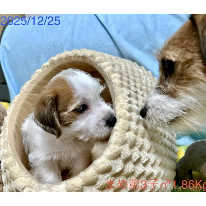 販売中の岡山県のジャックラッセルテリア-432750の8枚目