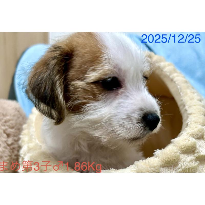 販売中の岡山県のジャックラッセルテリア-432750の7枚目