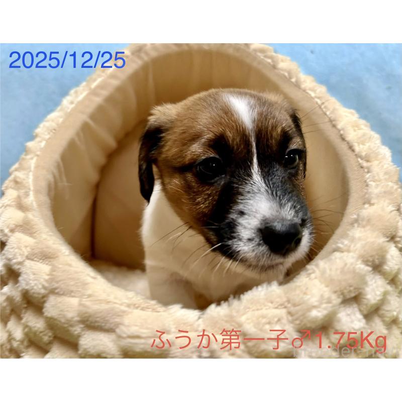 成約済の岡山県のジャックラッセルテリア-433892の9枚目