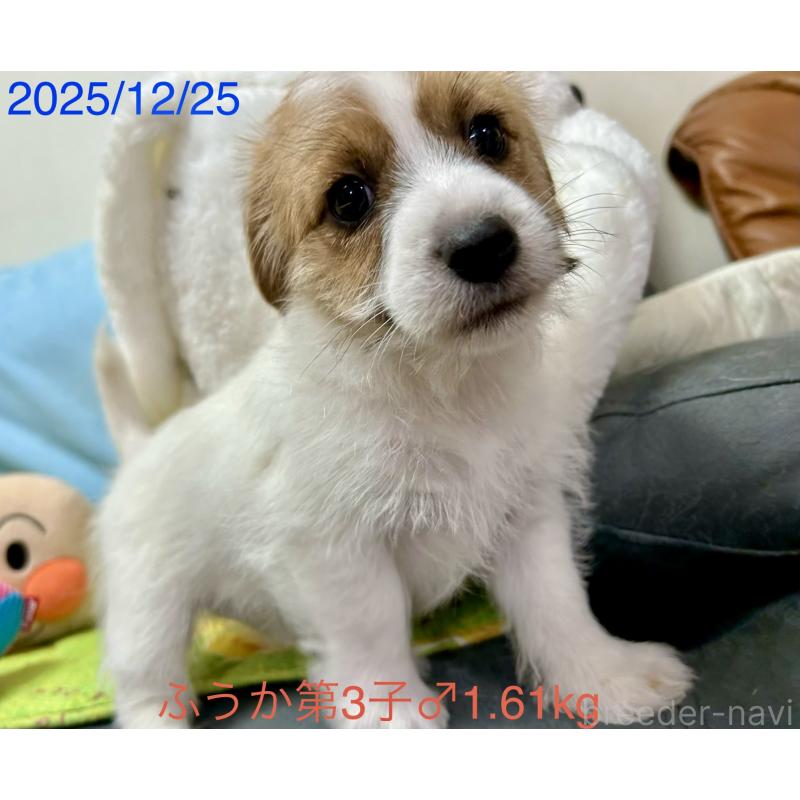 成約済の岡山県のジャックラッセルテリア-433903の6枚目