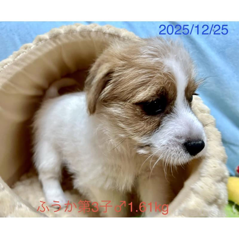 成約済の岡山県のジャックラッセルテリア-433903の5枚目