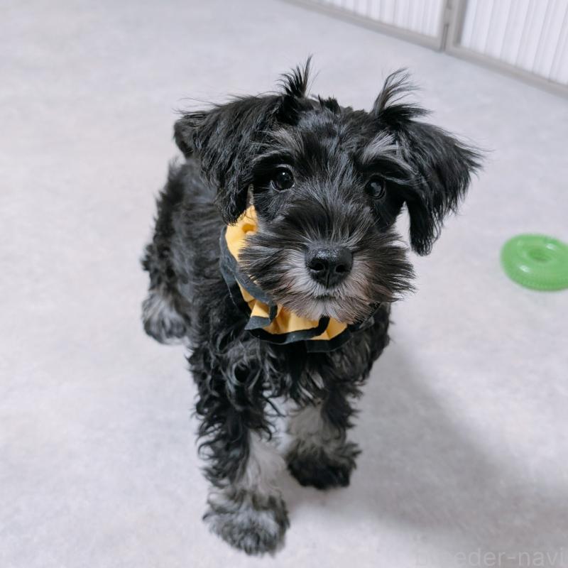 販売中の長崎県のミニチュアシュナウザー-428045