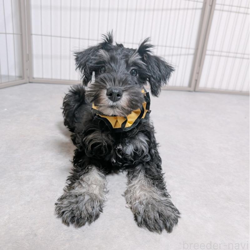 販売中の長崎県のミニチュアシュナウザー-428045の7枚目