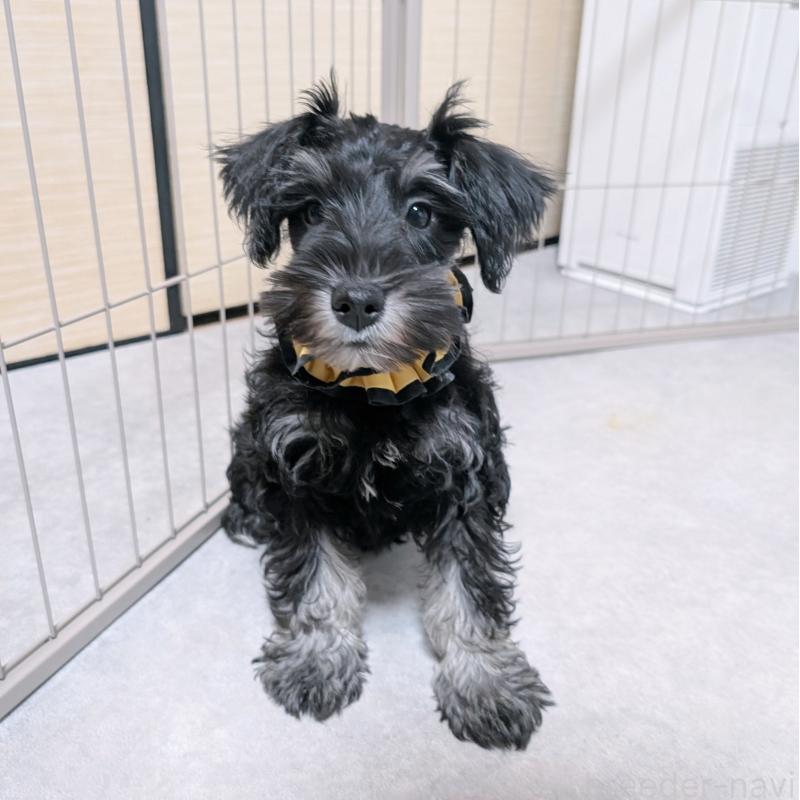 販売中の長崎県のミニチュアシュナウザー-428045の6枚目