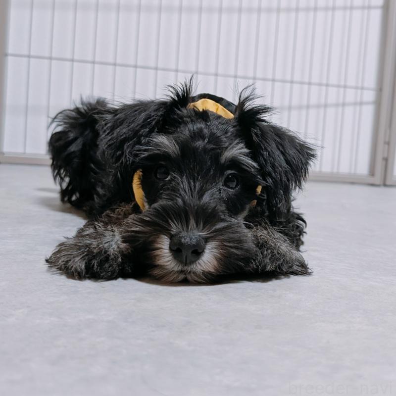 販売中の長崎県のミニチュアシュナウザー-428045の5枚目