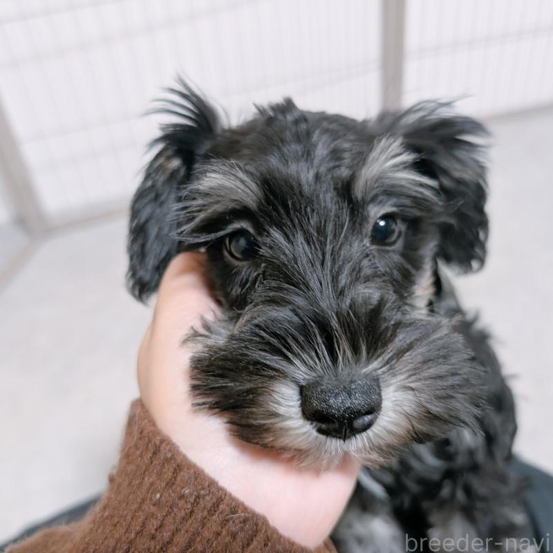 販売中の長崎県のミニチュアシュナウザー-428045の4枚目