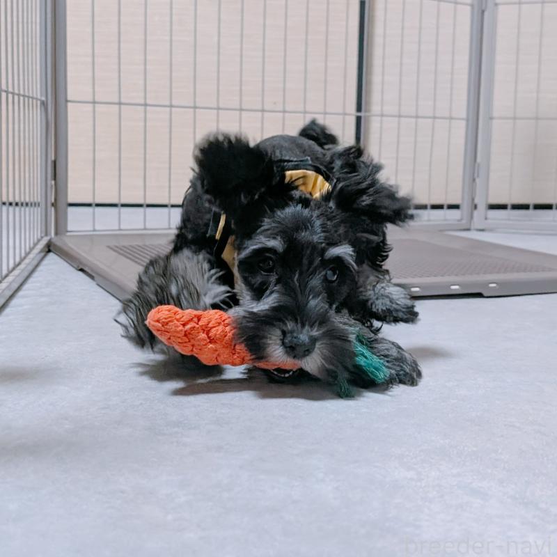 販売中の長崎県のミニチュアシュナウザー-428045の3枚目