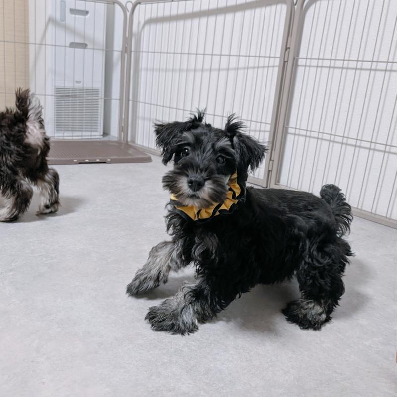 販売中の長崎県のミニチュアシュナウザー-428045の2枚目