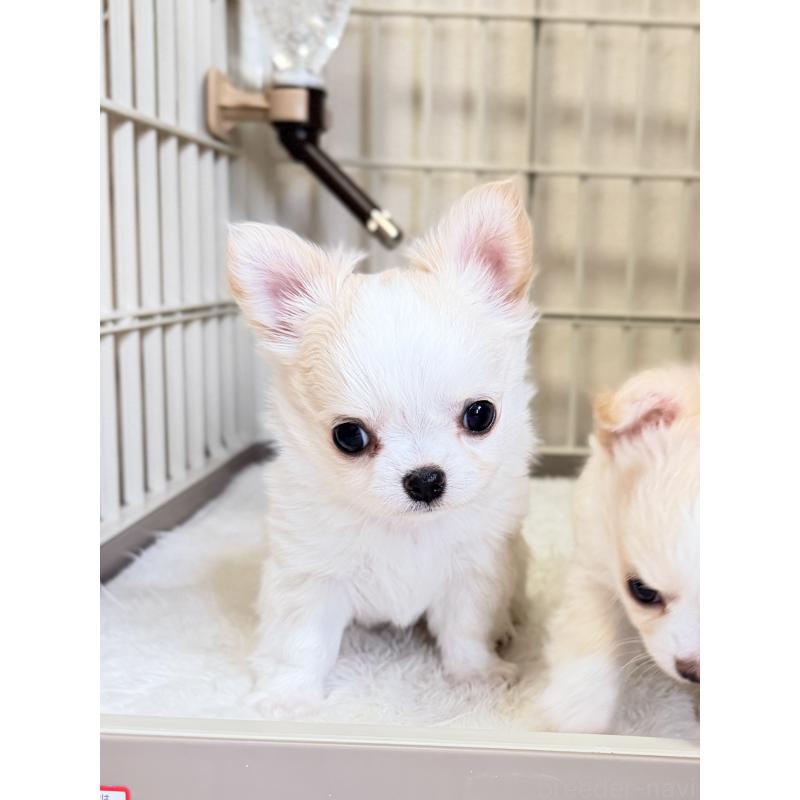 販売中の静岡県のチワワ(ロングコート)-435581の10枚目