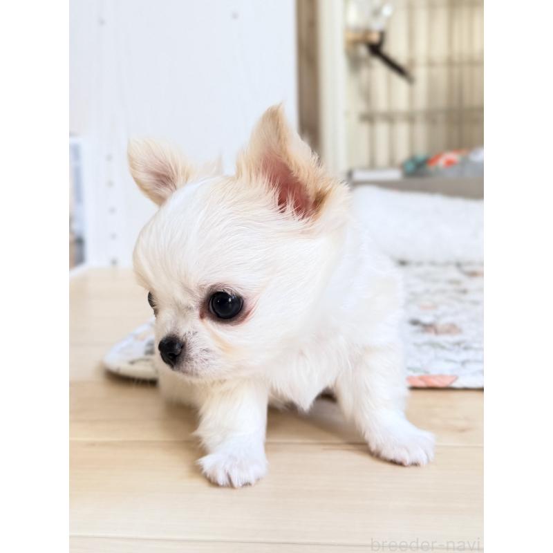 販売中の静岡県のチワワ(ロングコート)-435581の9枚目