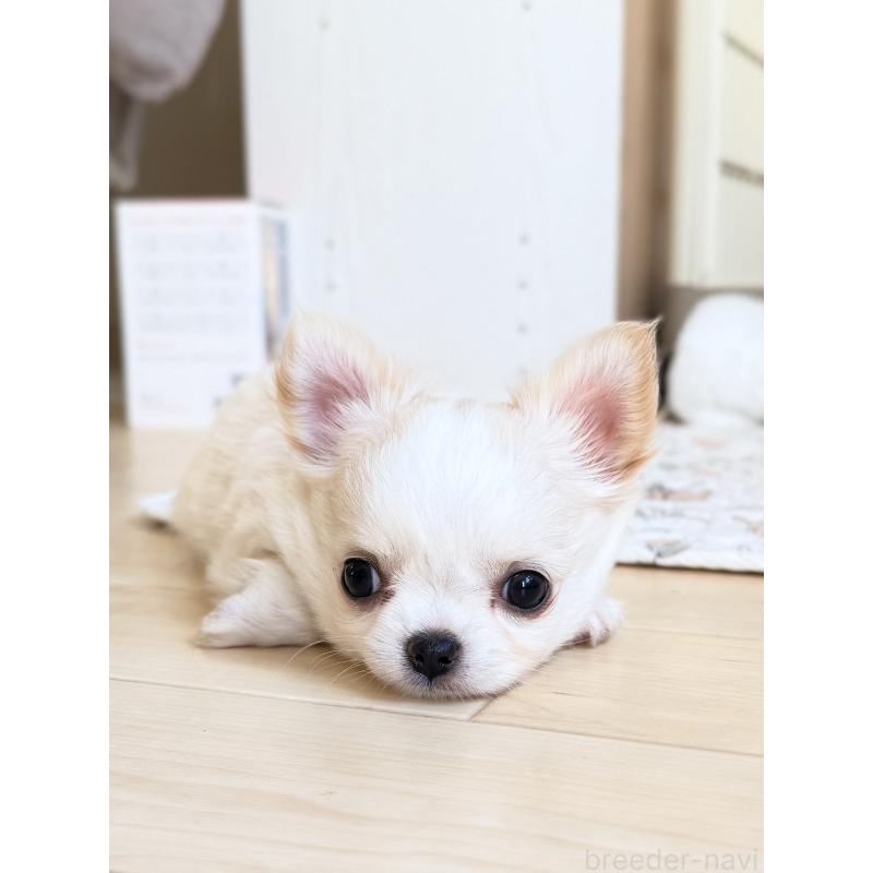 販売中の静岡県のチワワ(ロングコート)-435581の8枚目