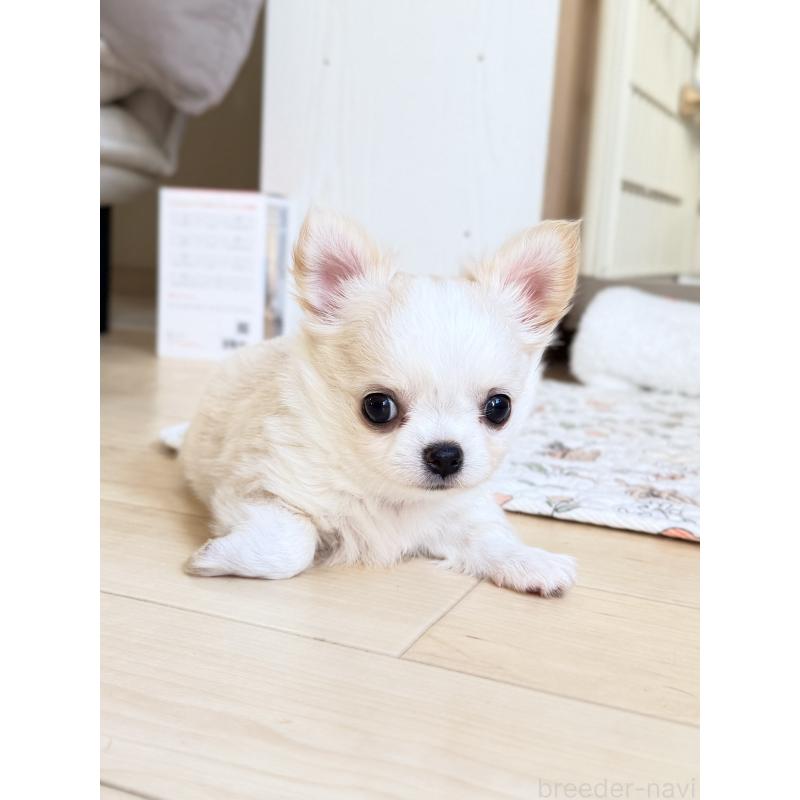 販売中の静岡県のチワワ(ロングコート)-435581の7枚目