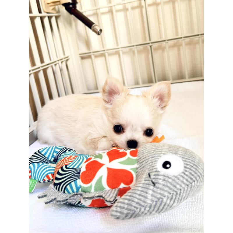 販売中の静岡県のチワワ(ロングコート)-435581の6枚目