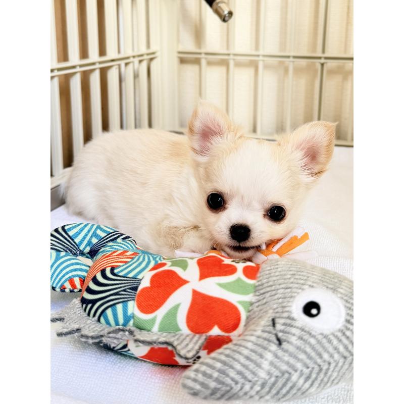 販売中の静岡県のチワワ(ロングコート)-435581の5枚目