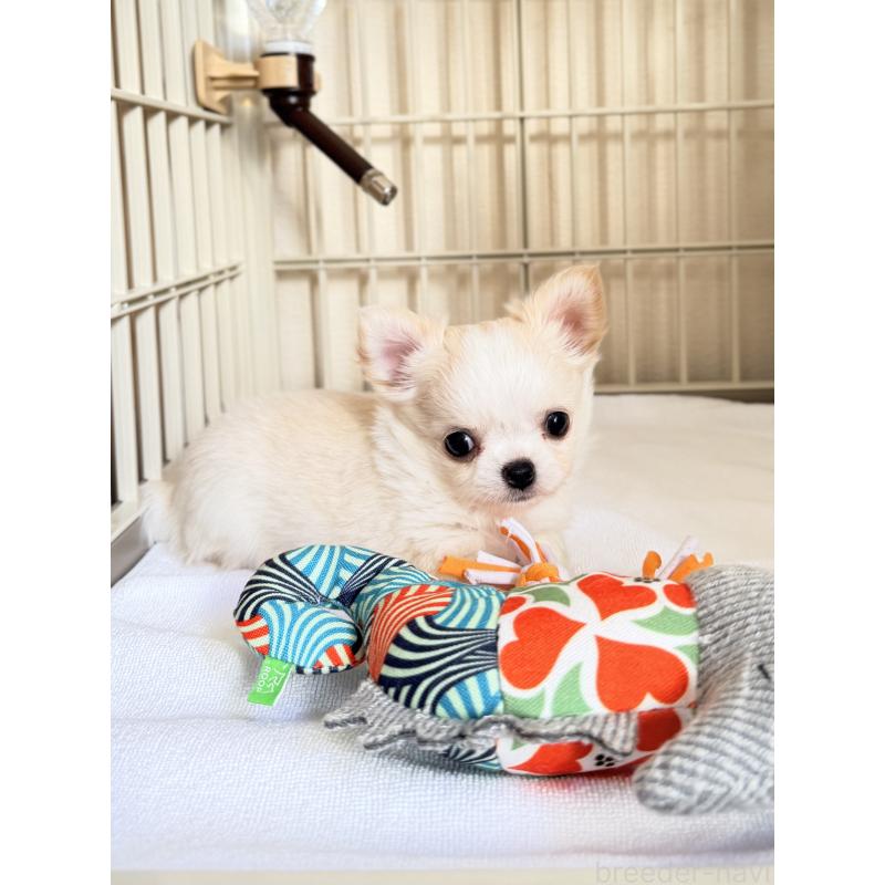 販売中の静岡県のチワワ(ロングコート)-435581の4枚目