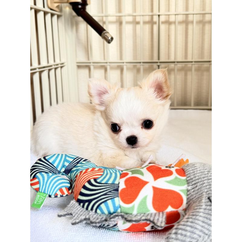 販売中の静岡県のチワワ(ロングコート)-435581の3枚目