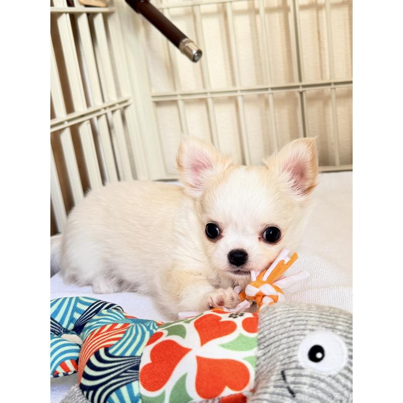 販売中の静岡県のチワワ(ロングコート)-435581の2枚目