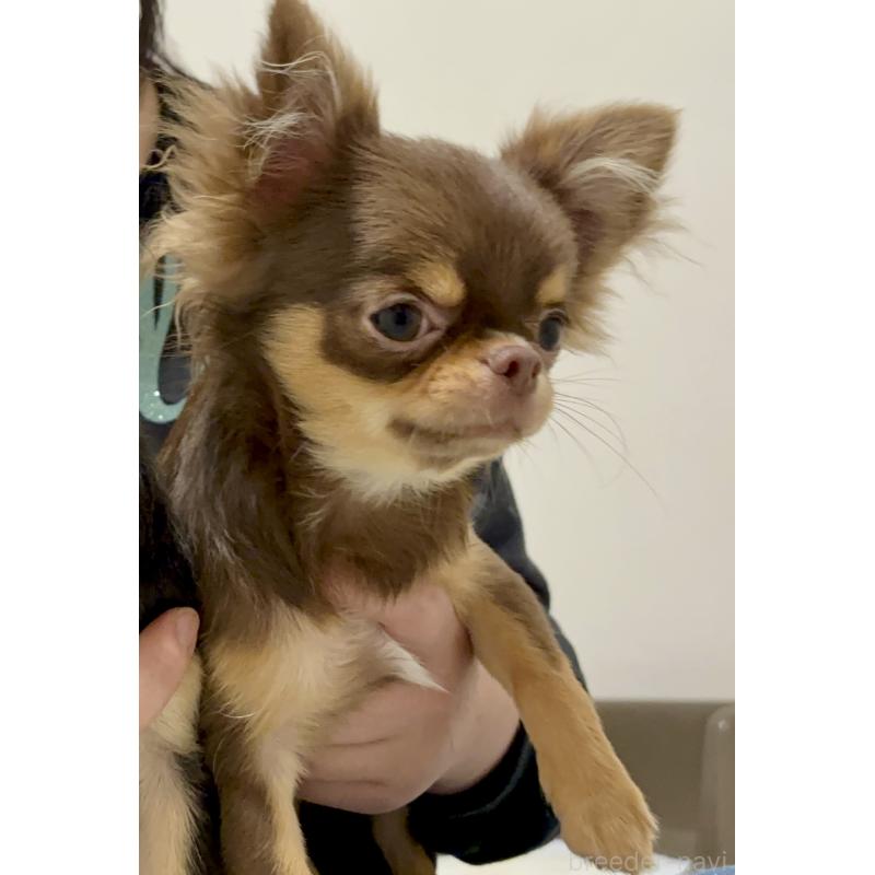 販売中の広島県のチワワ(ロングコート)-410389の2枚目