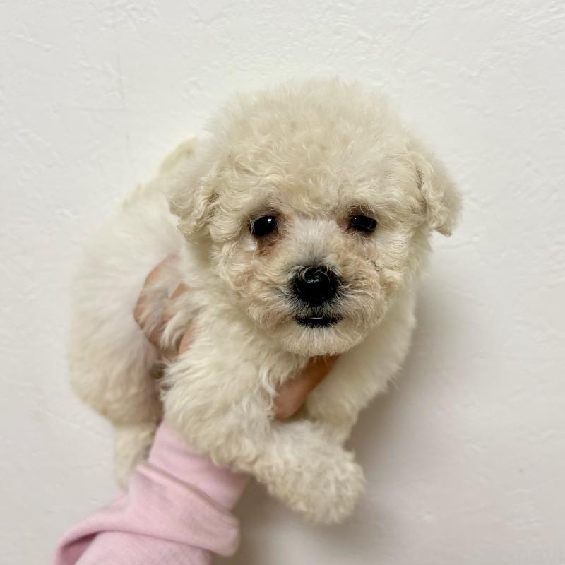 商談中の東京都のビションプー:ビションフリーゼ×トイプードル-430961の25枚目