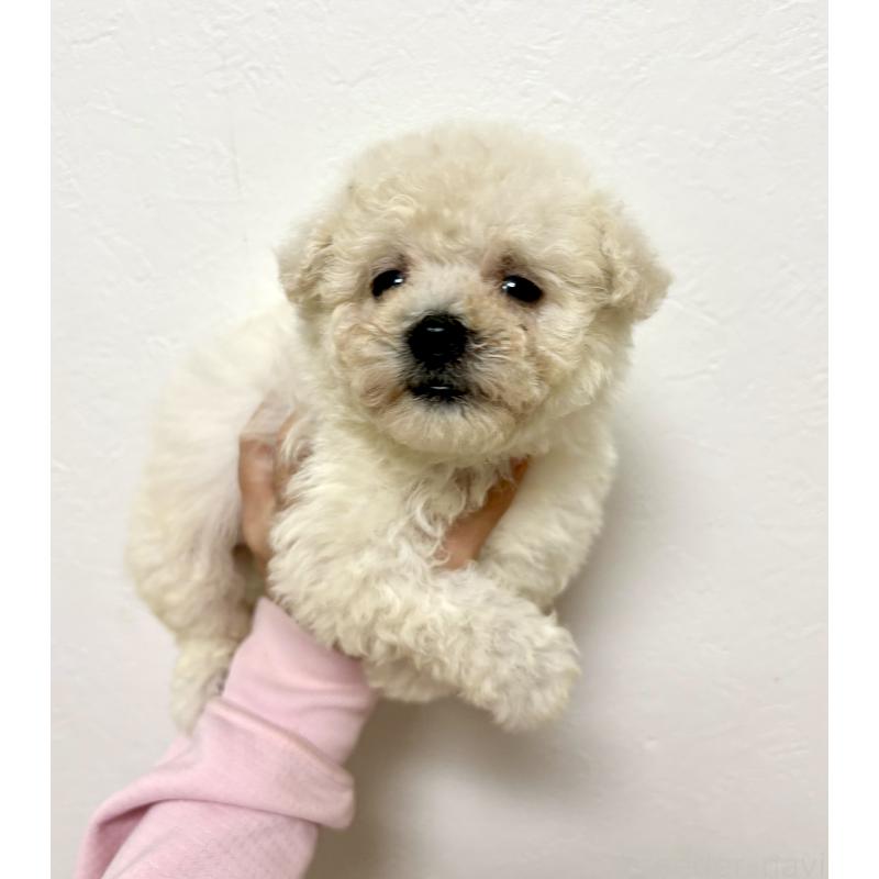 商談中の東京都のビションプー:ビションフリーゼ×トイプードル-430961の24枚目