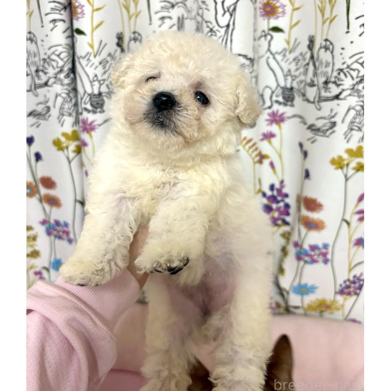 商談中の東京都のビションプー:ビションフリーゼ×トイプードル-430961の23枚目