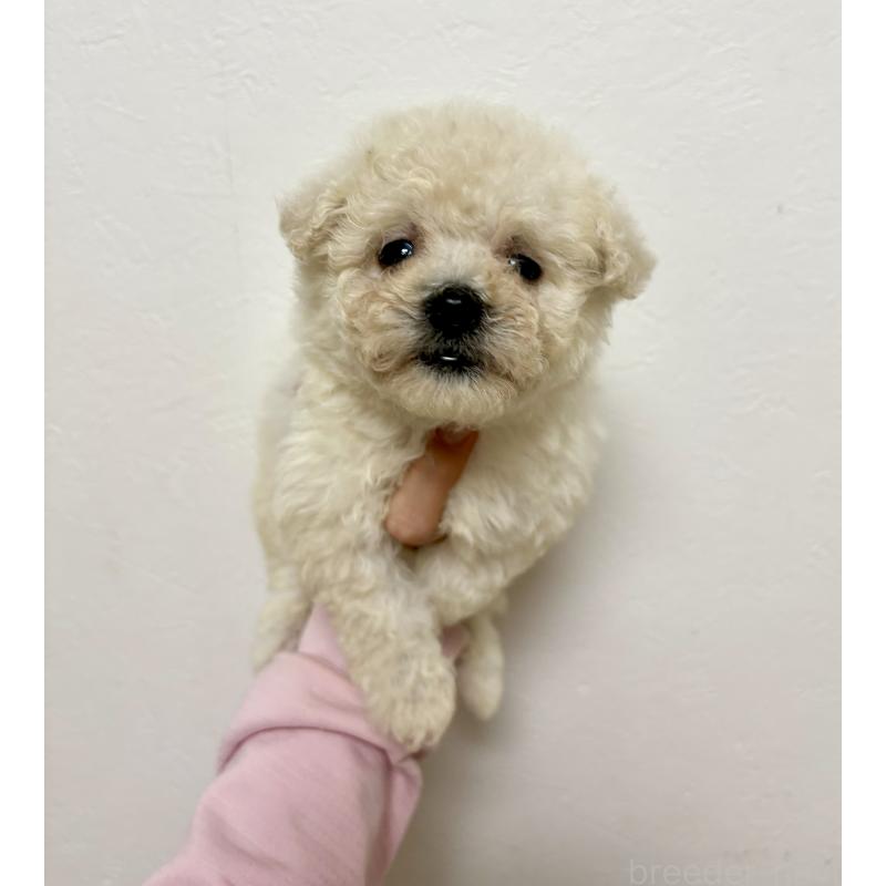 商談中の東京都のビションプー:ビションフリーゼ×トイプードル-430961の22枚目