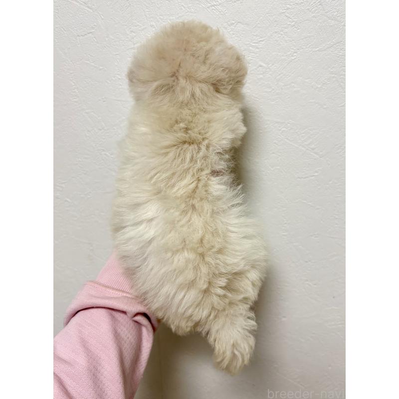 商談中の東京都のビションプー:ビションフリーゼ×トイプードル-430961の20枚目