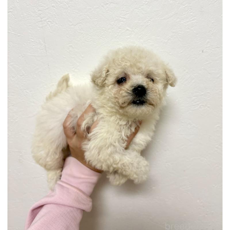 商談中の東京都のビションプー:ビションフリーゼ×トイプードル-430961の19枚目