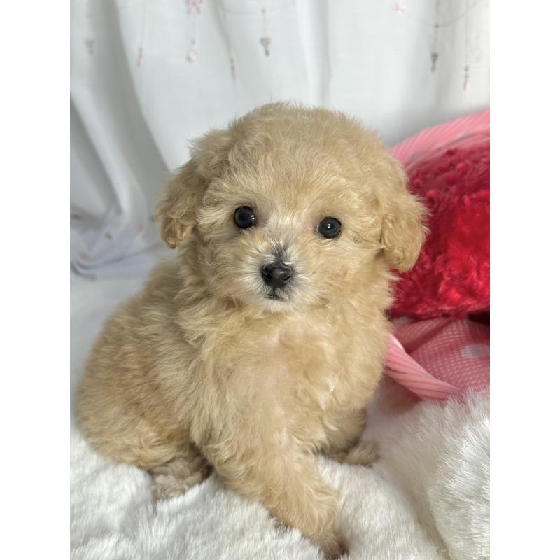 販売中の大阪府のティーカッププードル-435587の11枚目