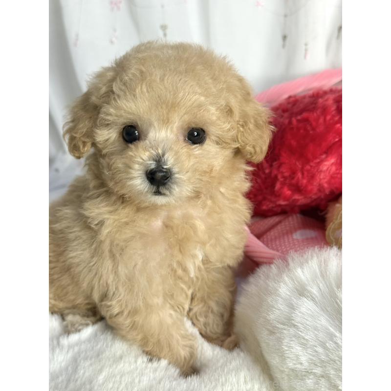 販売中の大阪府のティーカッププードル-435587の10枚目